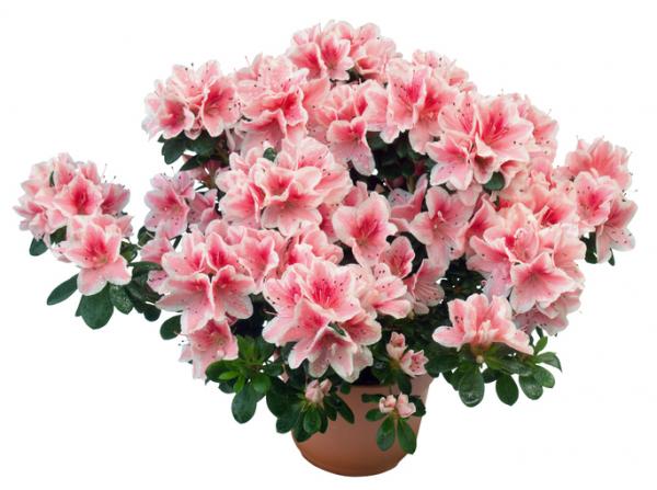 planta_azalea_cuidados_y_caracteristicas_1919_600